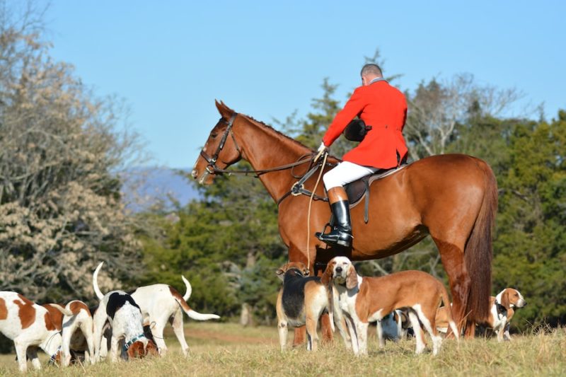 Virginia Hunts