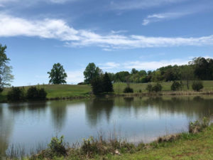 Spring-fed Pond