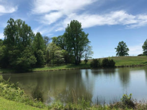 Spring-fed Pond